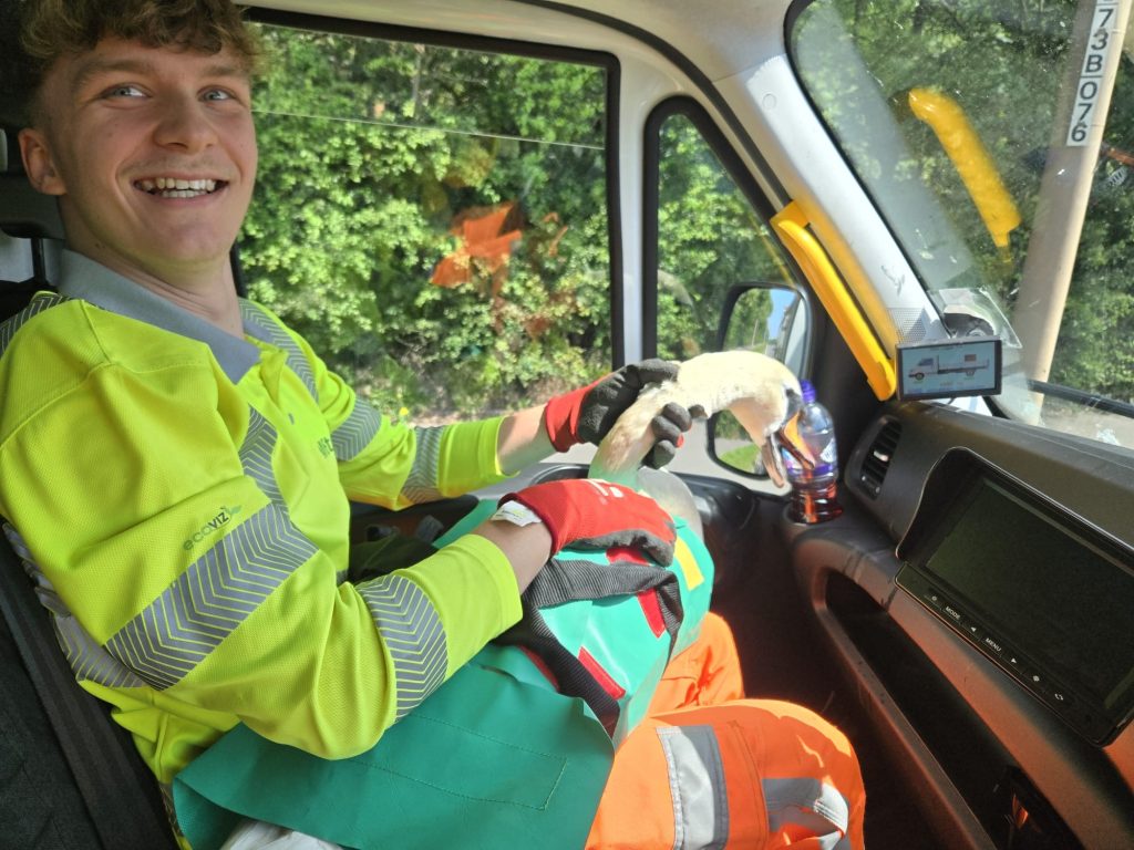 Swan Rescue Showcases Teamwork and Safety in Action on the M6toll